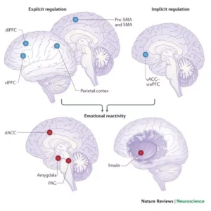 Giulia Ruffino Psicologia Interiore. 4 disegni di un cervello per descrivere la regolazione implicita, esplicita e la reazione emotiva per l'articolo Basi neurali di autoregolazione emotiva